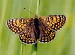 Glanville Fritillary - Butterfly species | PEPLIS JISHEBI | პეპლის ჯიშები